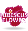 cosmetics and SPA products with hibiscus flower from Bali