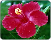 fleure d'hibiscus